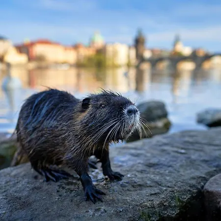 Letná H2 * Praga